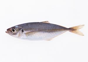 【2025年最新版】表参道の絶品イタリアンレストラン徹底ガイド|おすすめ店と予約のコツ