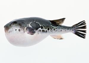 2026年最新版:三鷹で見つける絶品中華料理ランキングと選び方